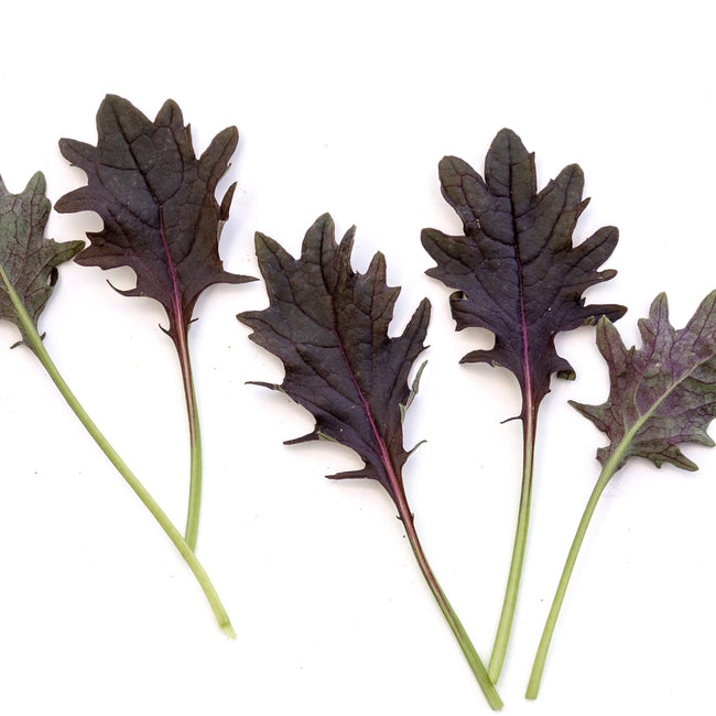 Purple and green kale leaves on a white background