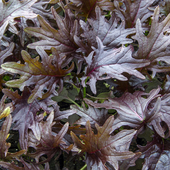 KX-1 Kale