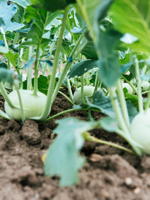 Kohlrabi plants growing in a garden with green leaves and brown soil.