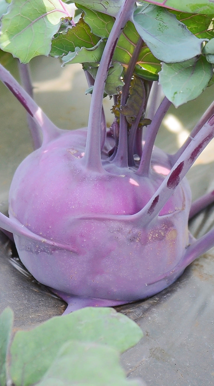 Purple kohlrabi with green leaves on a neutral background