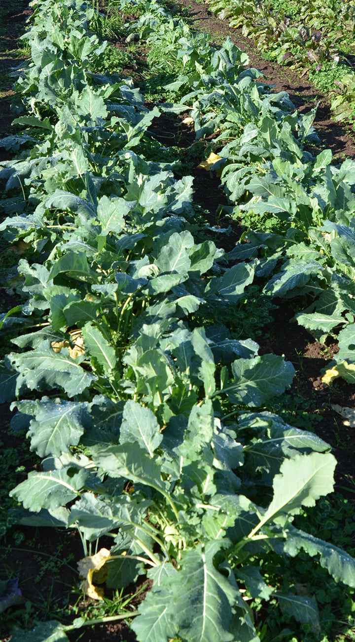 Row of leafy green Kohlrabi plants growing in a garden