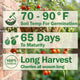 Lizzano Tomato