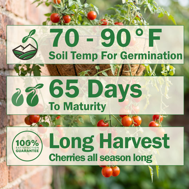 Lizzano Tomato