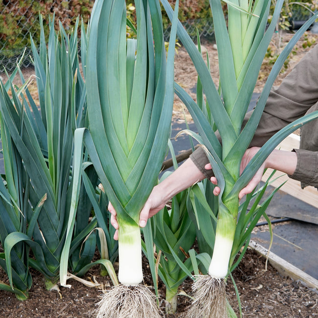 Leek Succession