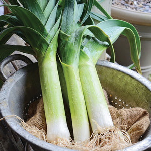Close-up of Zermatt leeks showing long white shanks, green tops, and roots in a metal colander lined with burlap