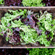 Top view of Eazyleaf Salad Blend lettuce mix showcasing green and red leaf varieties in a wicker basket