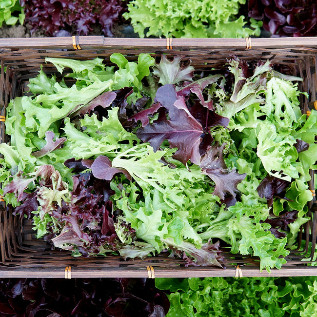 Top view of Eazyleaf Salad Blend lettuce mix showcasing green and red leaf varieties in a wicker basket