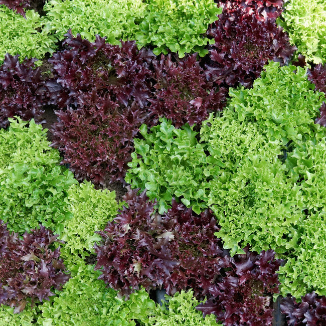 Close-up of Eazyleaf Salad Blend lettuce mix showing red and green leaf varieties