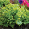 Close-up of Loma lettuce head showcasing glossy dark-green ruffled leaves in garden soil