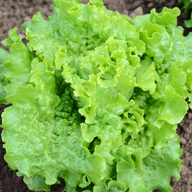 a fresh head of green ice lettuce growing in the soil. 