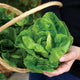 Person holding a head of little gem lettuce with a basket of lettuce in the background