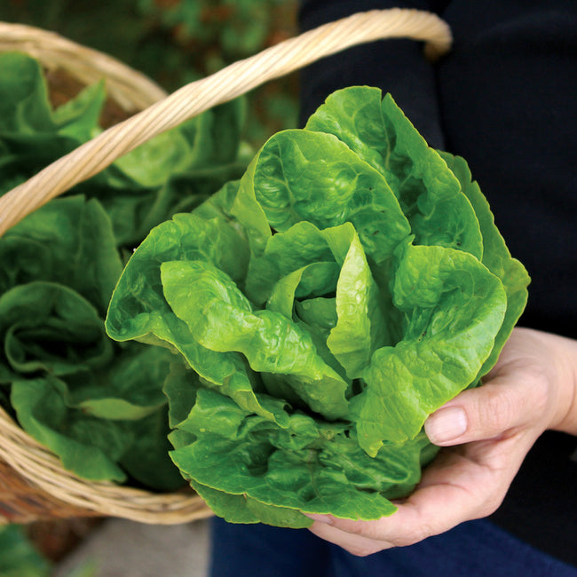 Person holding a head of little gem lettuce with a basket of lettuce in the background