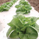 Close-up of little gem lettuce plants growing