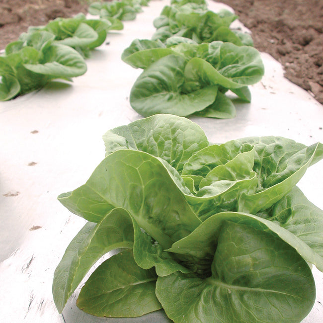 Close-up of little gem lettuce plants growing
