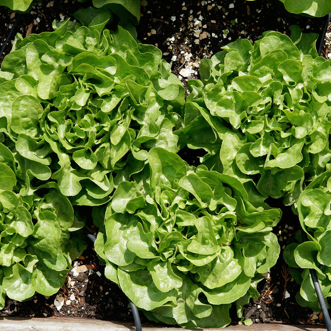 Bauer Lettuce