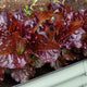 Close-up of Outredgeous romaine lettuce head showcasing glossy red-tipped, slightly ruffled leaves in a planting tray