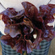 Close-up of Outredgeous romaine lettuce showcasing glossy, ruffled red leaves