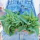 Top view of Green Deer Tongue looseleaf lettuce showcasing olive-green pointed leaves in a pinwheel on white background