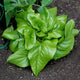 Top-down view of Green Deer Tongue lettuce showing compact rosette of glossy olive-green pointed loose leaves on garden soil