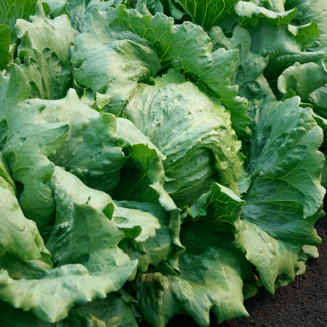 Close-up top view of Regency 3.0 iceberg (crisphead) lettuce showing dense, compact, crisp green heads in garden soil