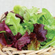 POT & PATIO BLEND-LETTUCE