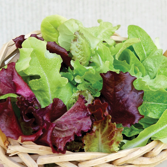 POT & PATIO BLEND-LETTUCE