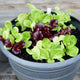 POT & PATIO BLEND-LETTUCE