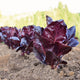 Close-up of Marshall romaine lettuce showing deep burgundy upright heads and smooth crisp leaves in garden soil