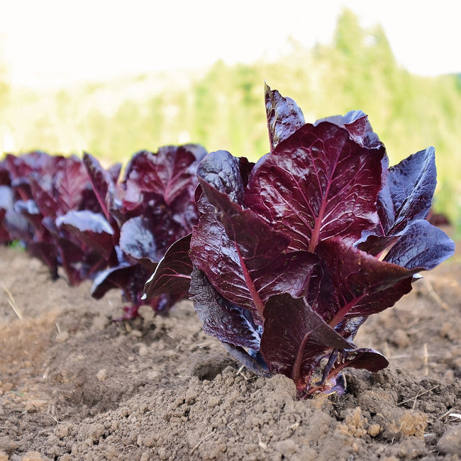 Close-up of Marshall romaine lettuce showing deep burgundy upright heads and smooth crisp leaves in garden soil