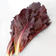 Close-up of Marshall romaine lettuce leaf showcasing deep burgundy color and crisp smooth texture on white background