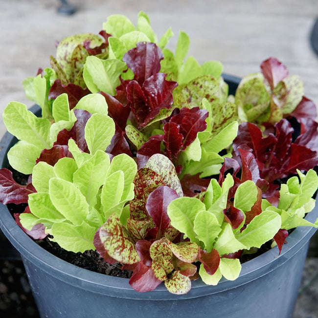 Top view of Heat Tolerant Lettuce Mix seedlings showing green, red, and speckled romaine leaves in a gray nursery pot