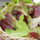 Close-up of Heat Tolerant Lettuce Mix showcasing green, red, and speckled romaine leaves with water droplets in a woven basket