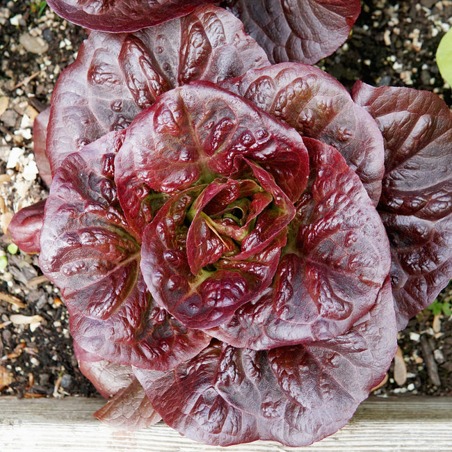 Pomegranate Crunch Lettuce