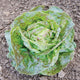 Close-up of Daisy Lambert butterhead lettuce head showing soft light-green leaves flecked with rosy-red near the center on a soil background