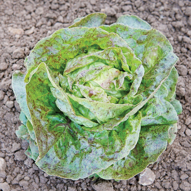 Close-up of Daisy Lambert butterhead lettuce head showing soft light-green leaves flecked with rosy-red near the center on a soil background