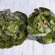 Top view of Daisy Lambert butterhead lettuce head showing dense light-green leaves speckled rosy-red at the core on pale wood