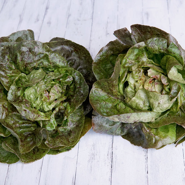 Top view of Daisy Lambert butterhead lettuce head showing dense light-green leaves speckled rosy-red at the core on pale wood