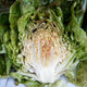 Close up of Daisy Lambert butterhead lettuce showing light green leaves speckled with rosy red near the core