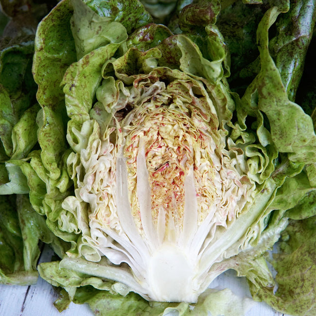 Close up of Daisy Lambert butterhead lettuce showing light green leaves speckled with rosy red near the core