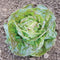 Close-up of Daisy Lambert butterhead lettuce head showing soft light-green leaves flecked with rosy-red near the center on a soil background