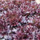 Close-up of EZFLOR lettuce showcasing dark glossy red frilly leaves on soil background