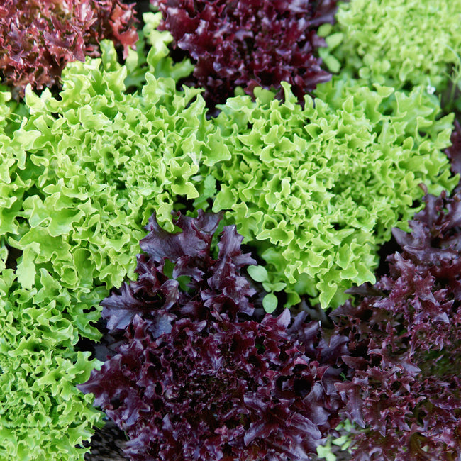 Close-up of Ezflor lettuce showing dark glossy red baby leaves with frilly edges among green leaves
