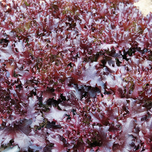 Close-up of EZFLOR lettuce showcasing dark glossy red frilly leaves on soil background