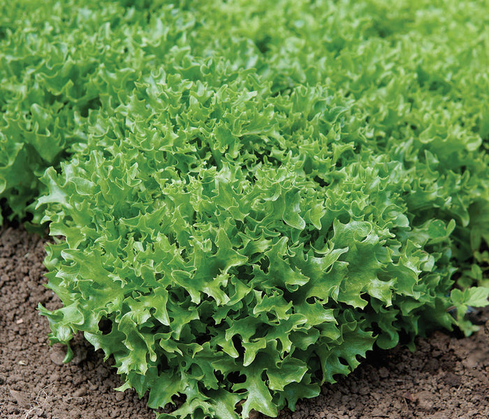 Close up front view of Ezpark lettuce plant showcasing deep emerald ruffled leaves on soil background