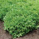 Close up front view of Ezpark lettuce plant showcasing deep emerald ruffled leaves on soil background