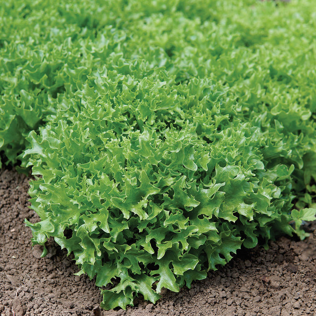 Close up front view of Ezpark lettuce plant showcasing deep emerald ruffled leaves on soil background