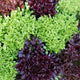 Close-up of Ezpark lettuce showing deep emerald, textured leaves on white background
