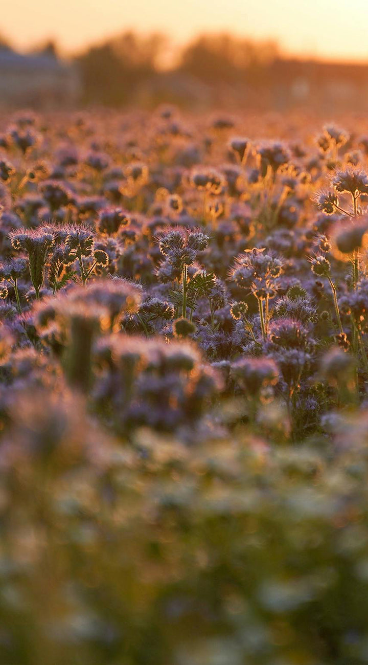 Field of Lacy phacelia flowers bathed in warm sunlight with a blurred background
