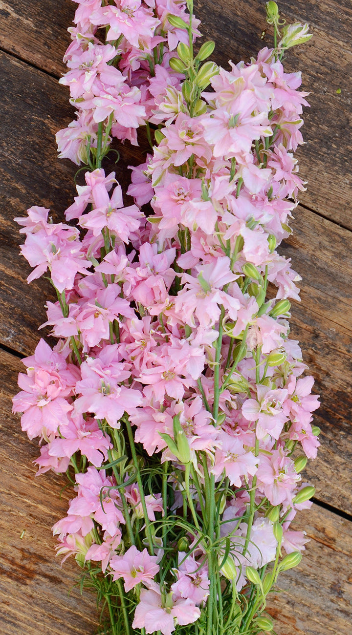 Bouquet of pink Larkspur flowers on a wooden surface