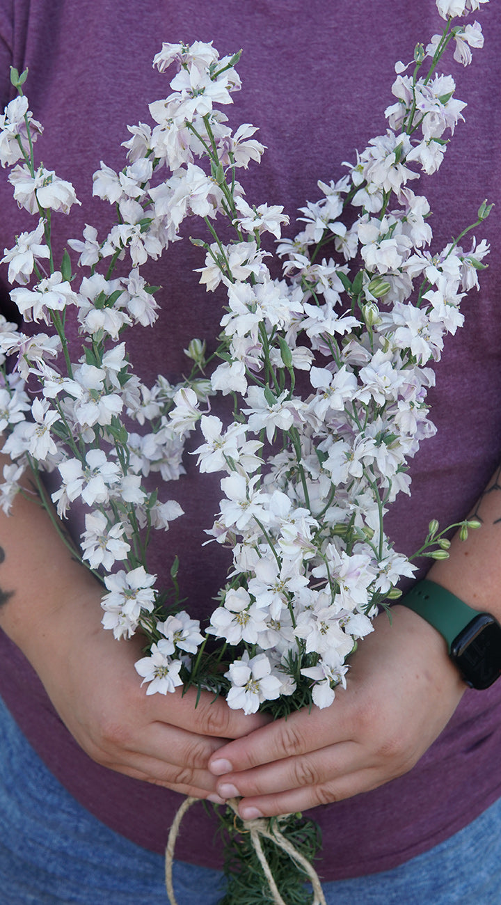 Person holding a bundle of white Larkspur flowers against a purple shirt